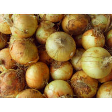 4-6cm Yellow Onion